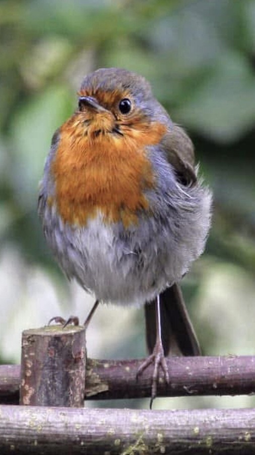 CH … Robin at Goddards 